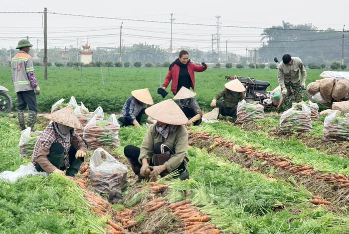 Duc Chinh Commune Agricultural Service Cooperative exports over 3,000 tons of carrots in Jan